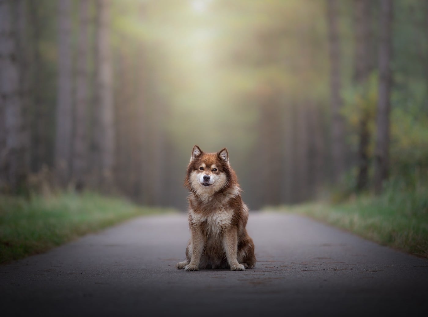 Publication : Vegvisir Auteur : Nordic Henki Photography