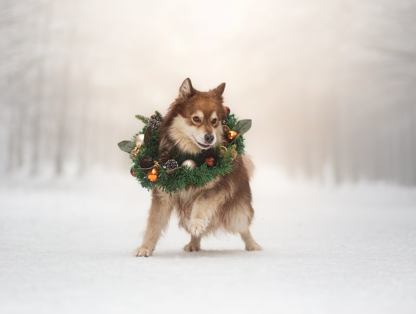 Publication : Vegvisir Auteur : Nordic Henki Photography