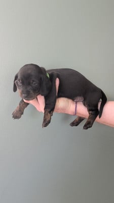 Les chiots de Teckel poil ras