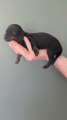 Les chiots de Teckel poil ras
