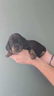 Les chiots de Teckel poil ras