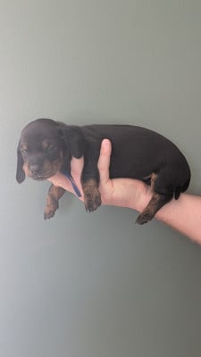 Les chiots de Teckel poil ras