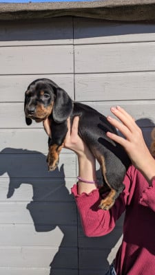 Les chiots de Teckel poil ras