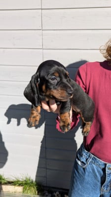 Les chiots de Teckel poil ras