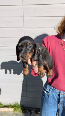 Les chiots de Teckel poil ras