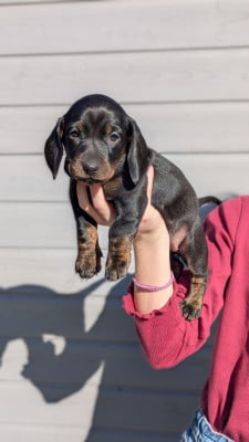 Les chiots de Teckel poil ras