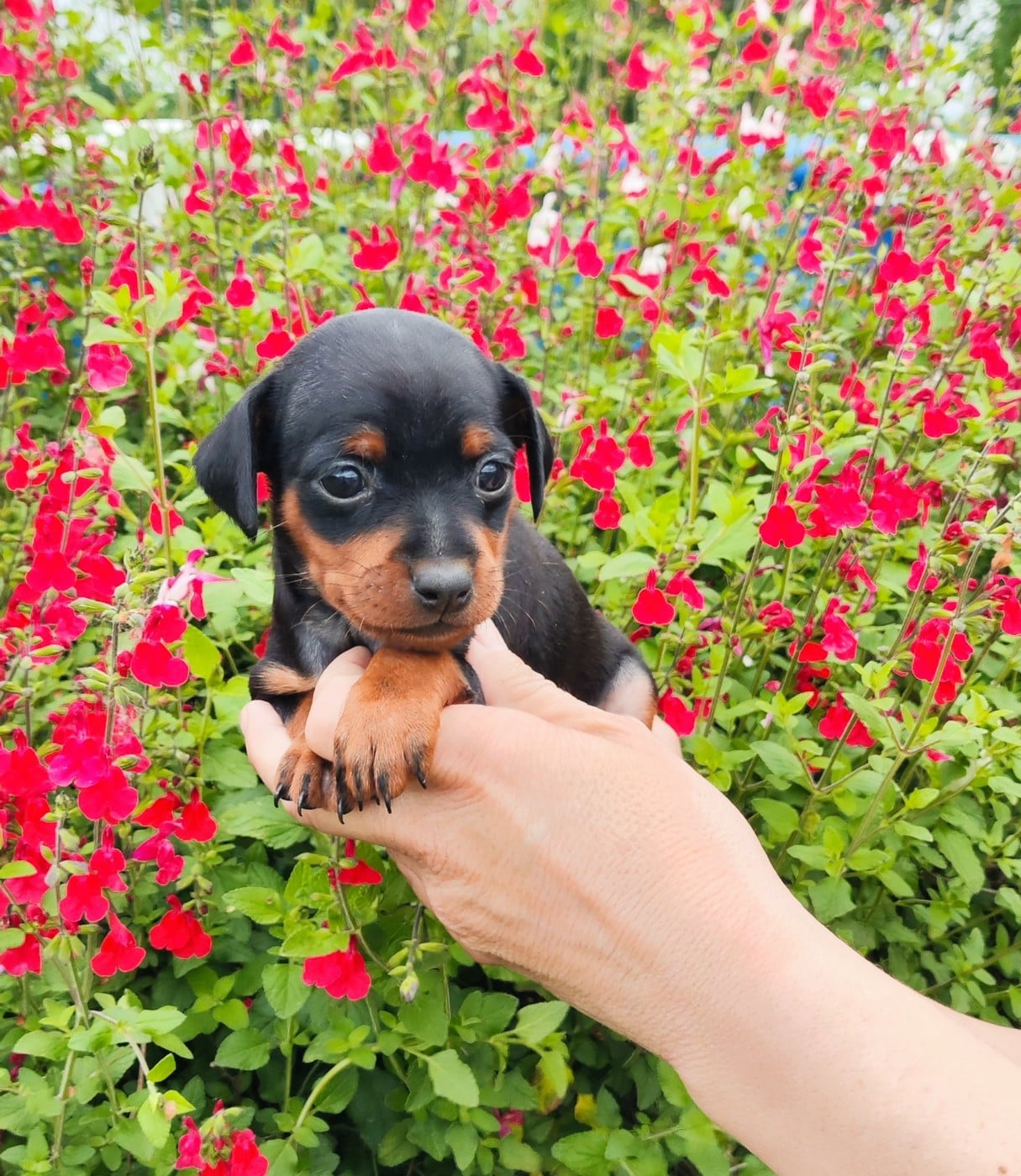 Chiot N°2 - Pinscher nain