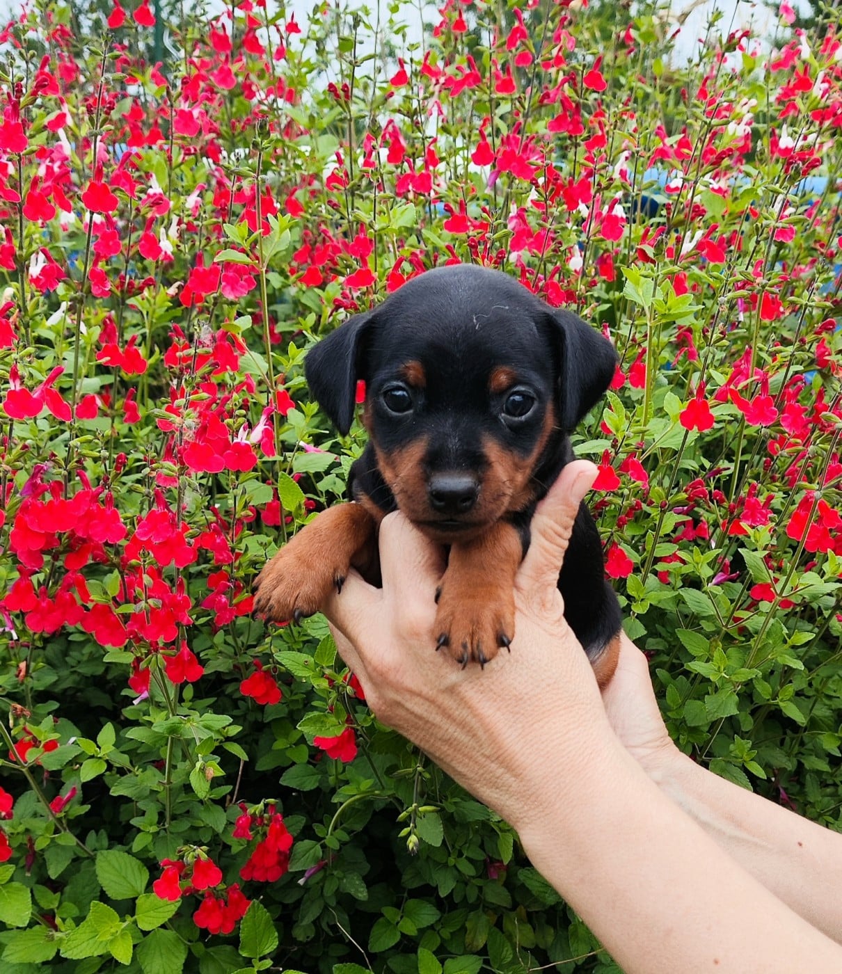 Chiot N°3 - Pinscher nain