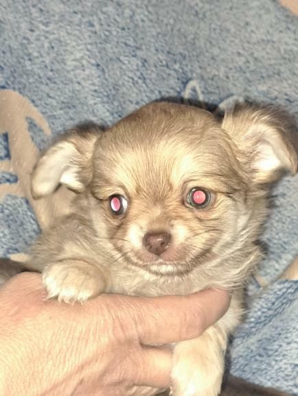 Chiot N°1
