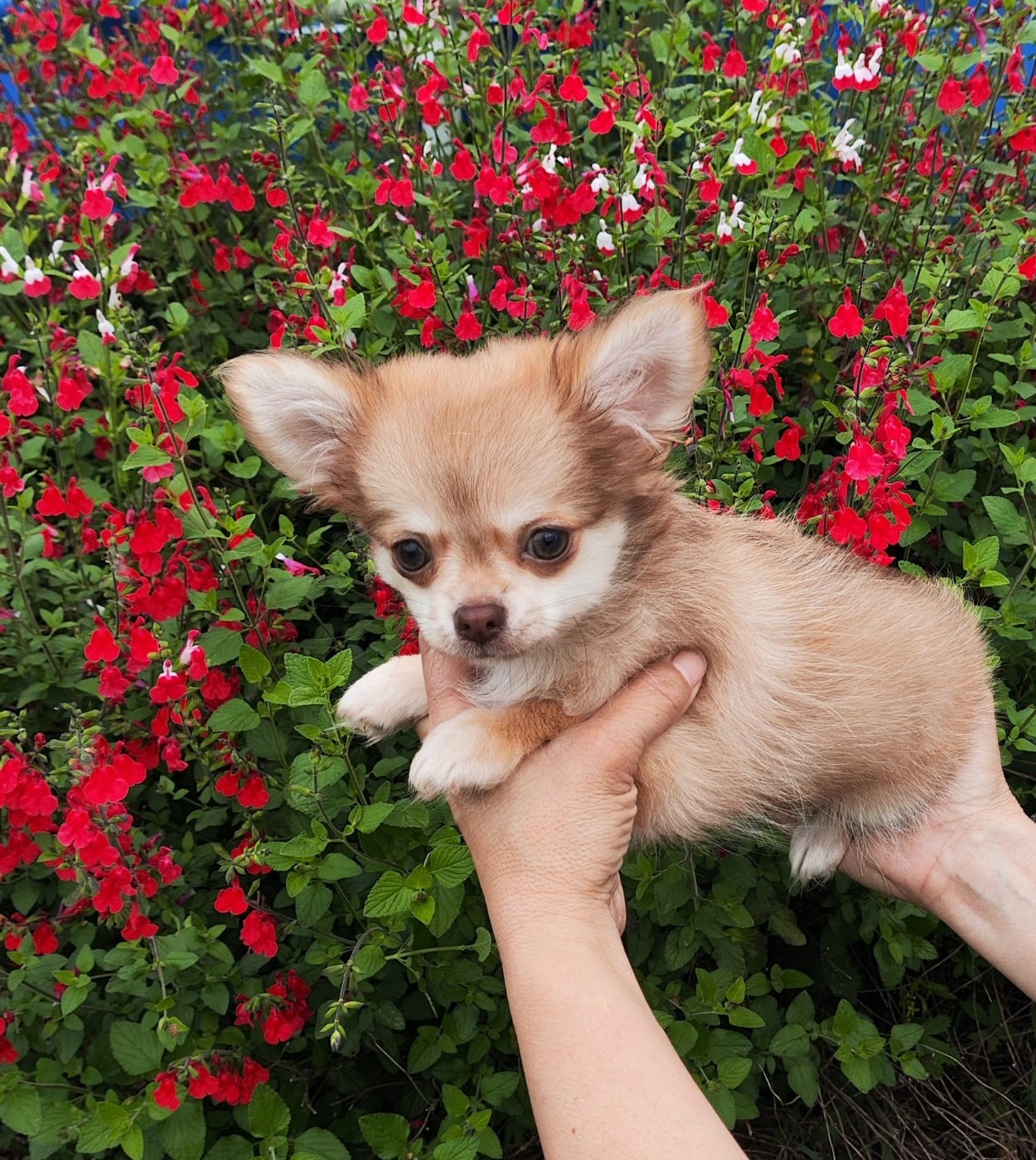Chiot N°1
