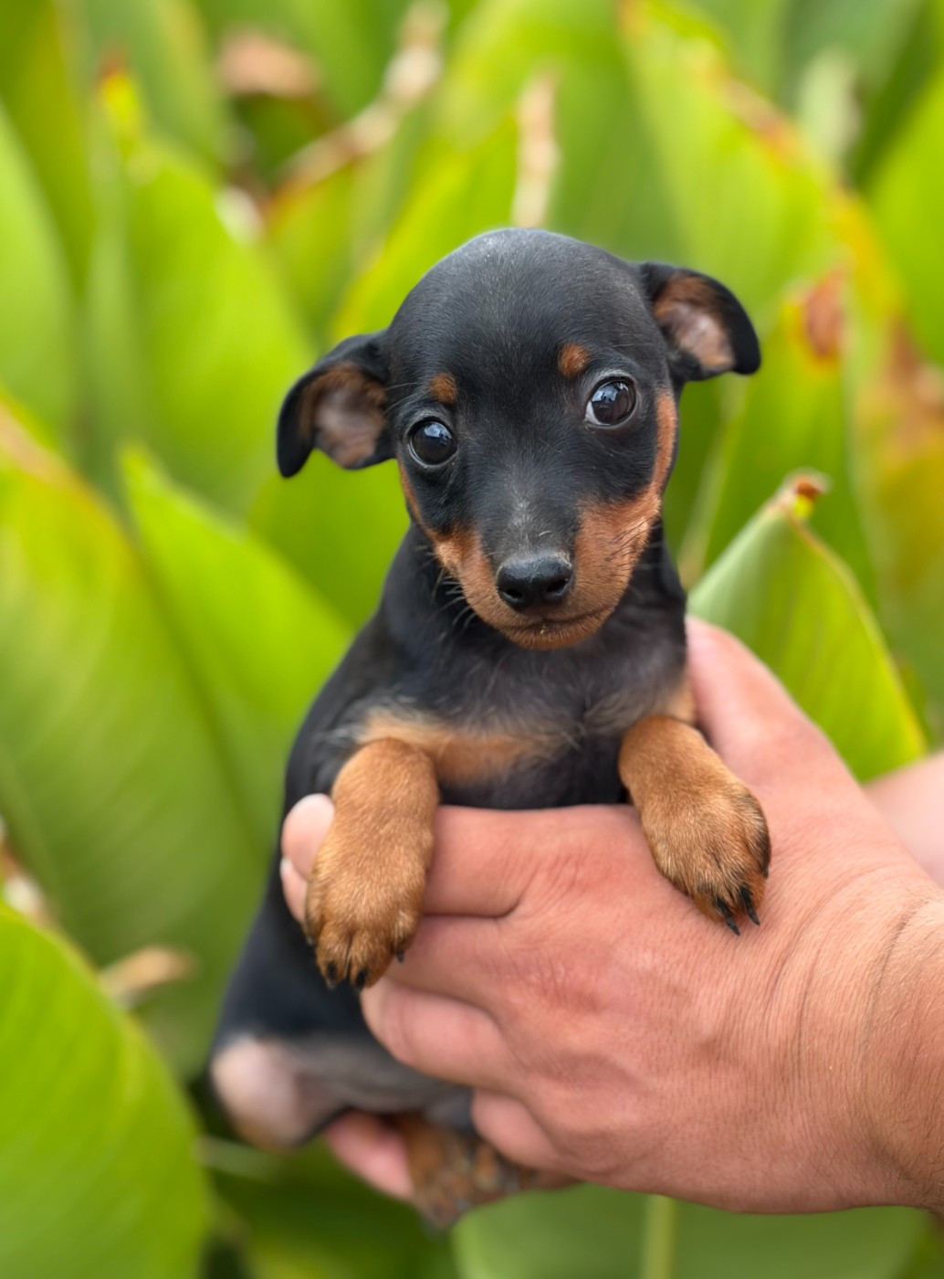 Chiot N°1 - Pinscher nain