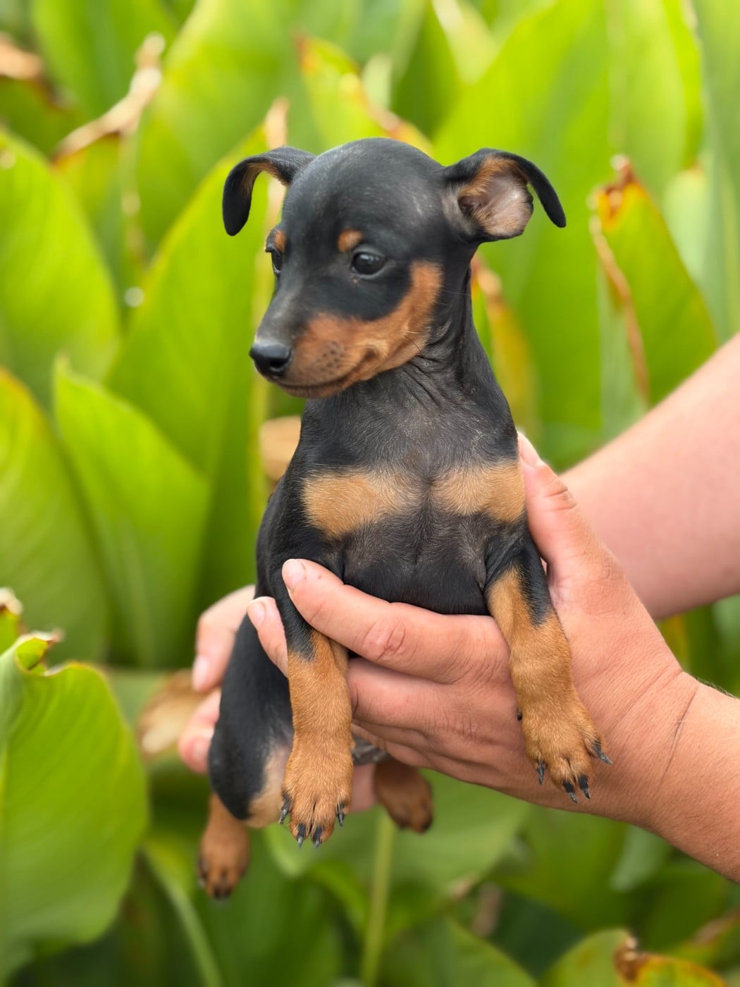Chiot N°2 - Pinscher nain