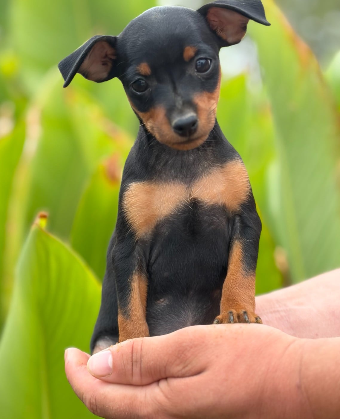 Chiot N°6 - Pinscher nain