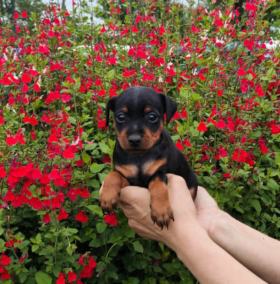 Les chiots de Pinscher nain
