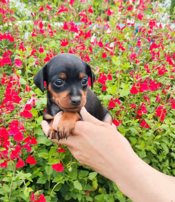 Les chiots de Pinscher nain