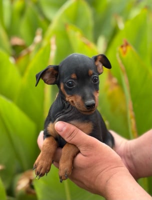 Les chiots de Pinscher nain