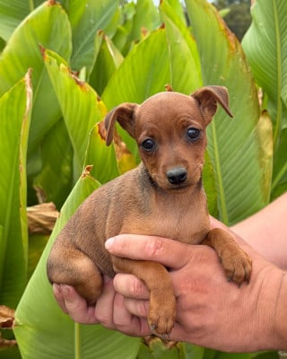 Les chiots de Pinscher nain