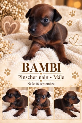 Les chiots de Pinscher nain