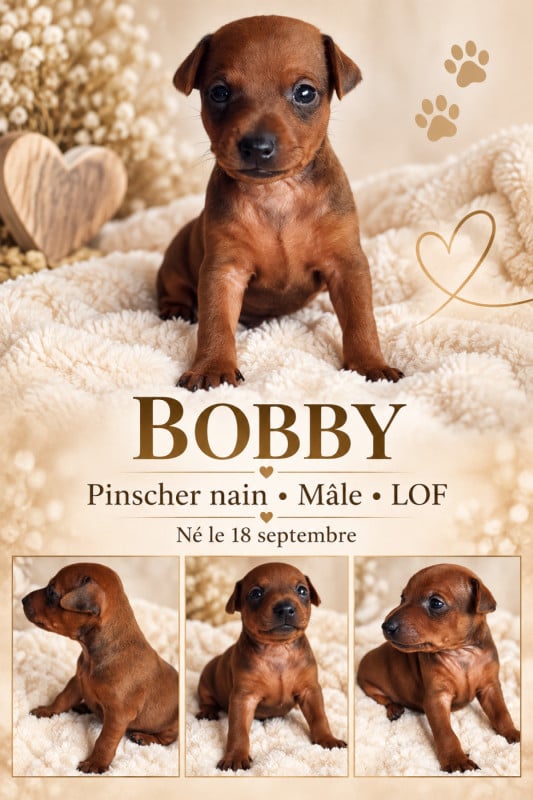 Pinscher nain - (Sans Affixe)