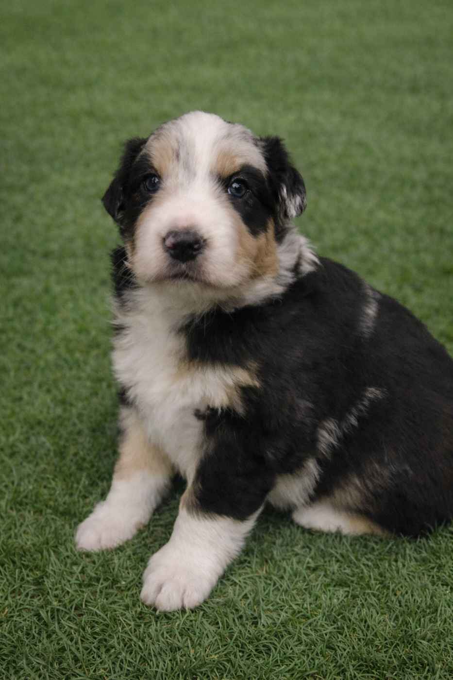 CHIOT 2 - Berger Australien