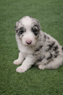 CHIOT 1 - Berger Australien