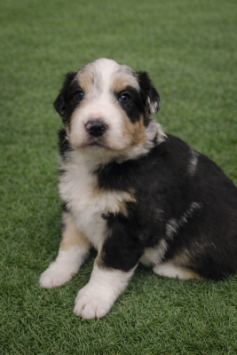 CHIOT 2 - Berger Australien