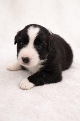 CHIOT 3 - Berger Australien