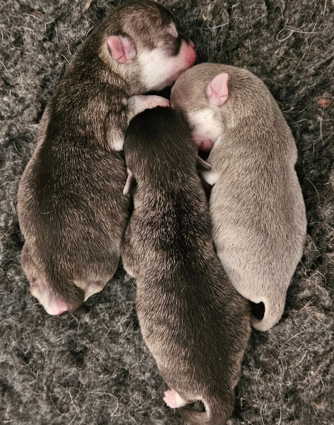 Chihuahua - (Sans Affixe)