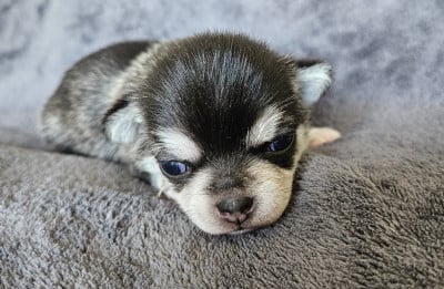 Les chiots de Chihuahua