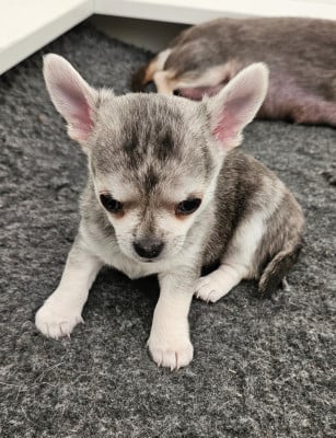 Les chiots de Chihuahua