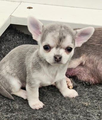 Les chiots de Chihuahua