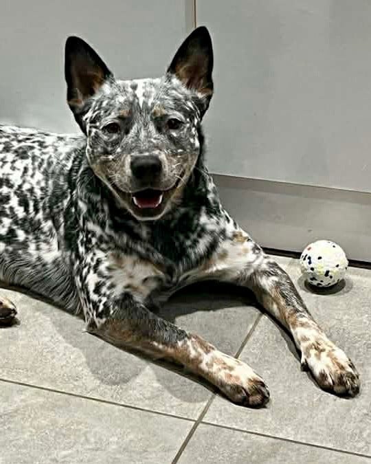 Valinor dit valerian Des Trésors De Méléa