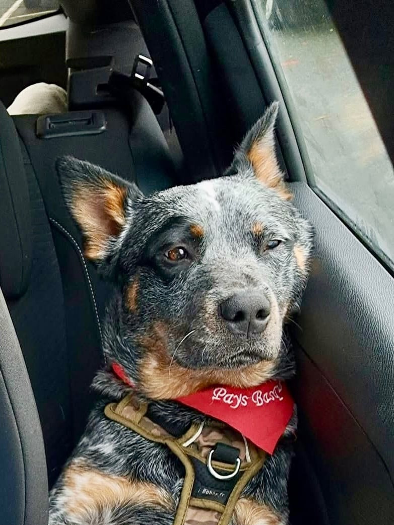 Végéta Des Trésors De Méléa