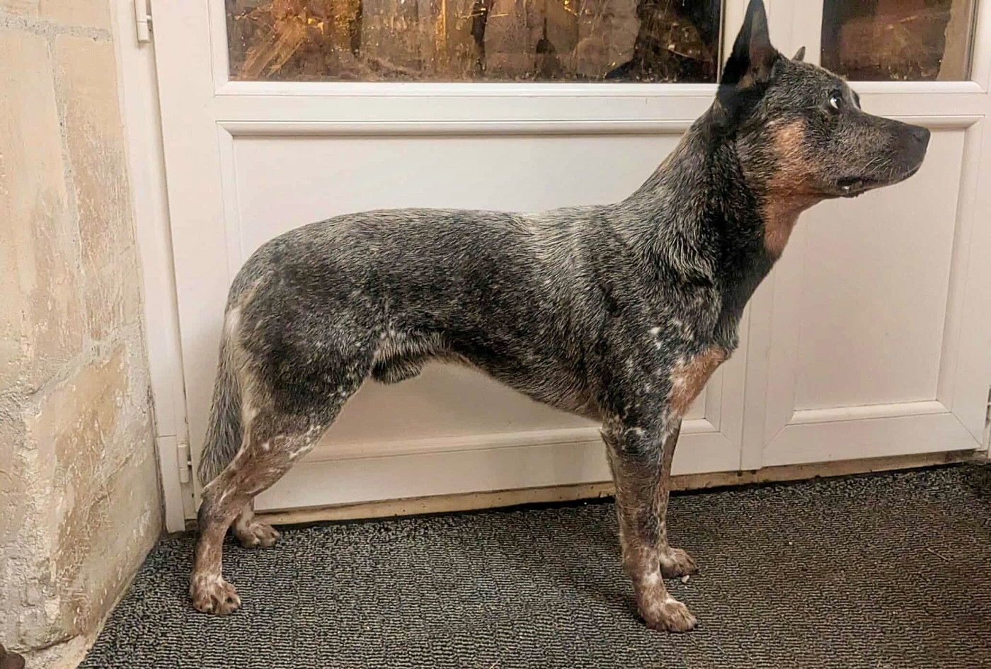 Vida loca dit vetek Des Trésors De Méléa