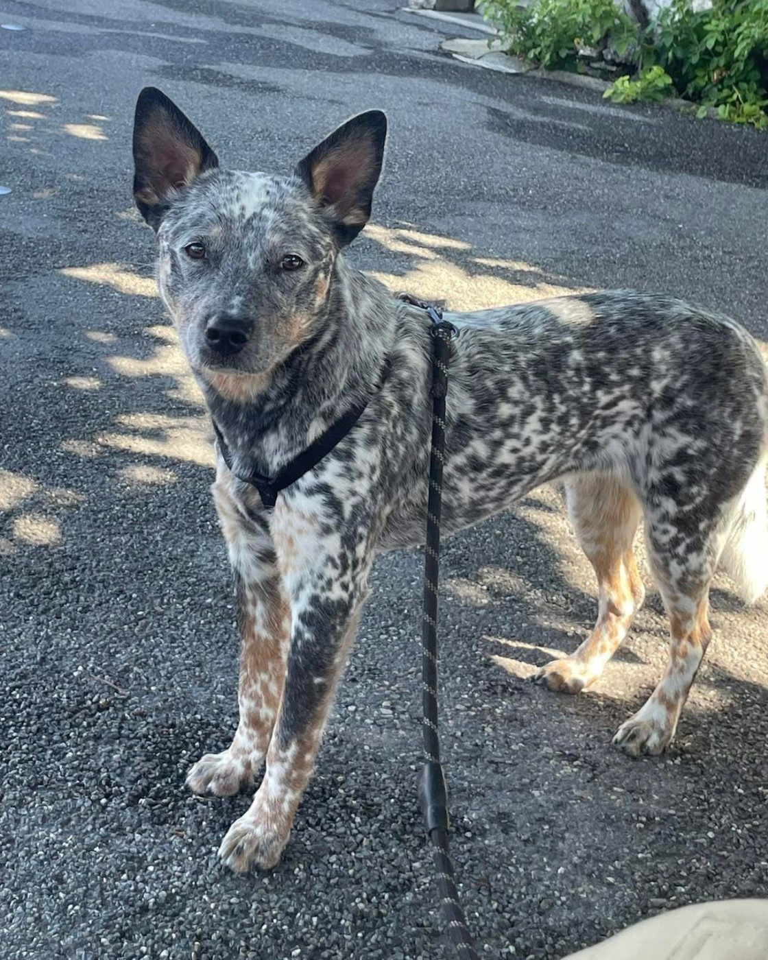 Viva la vida dit riley Des Trésors De Méléa