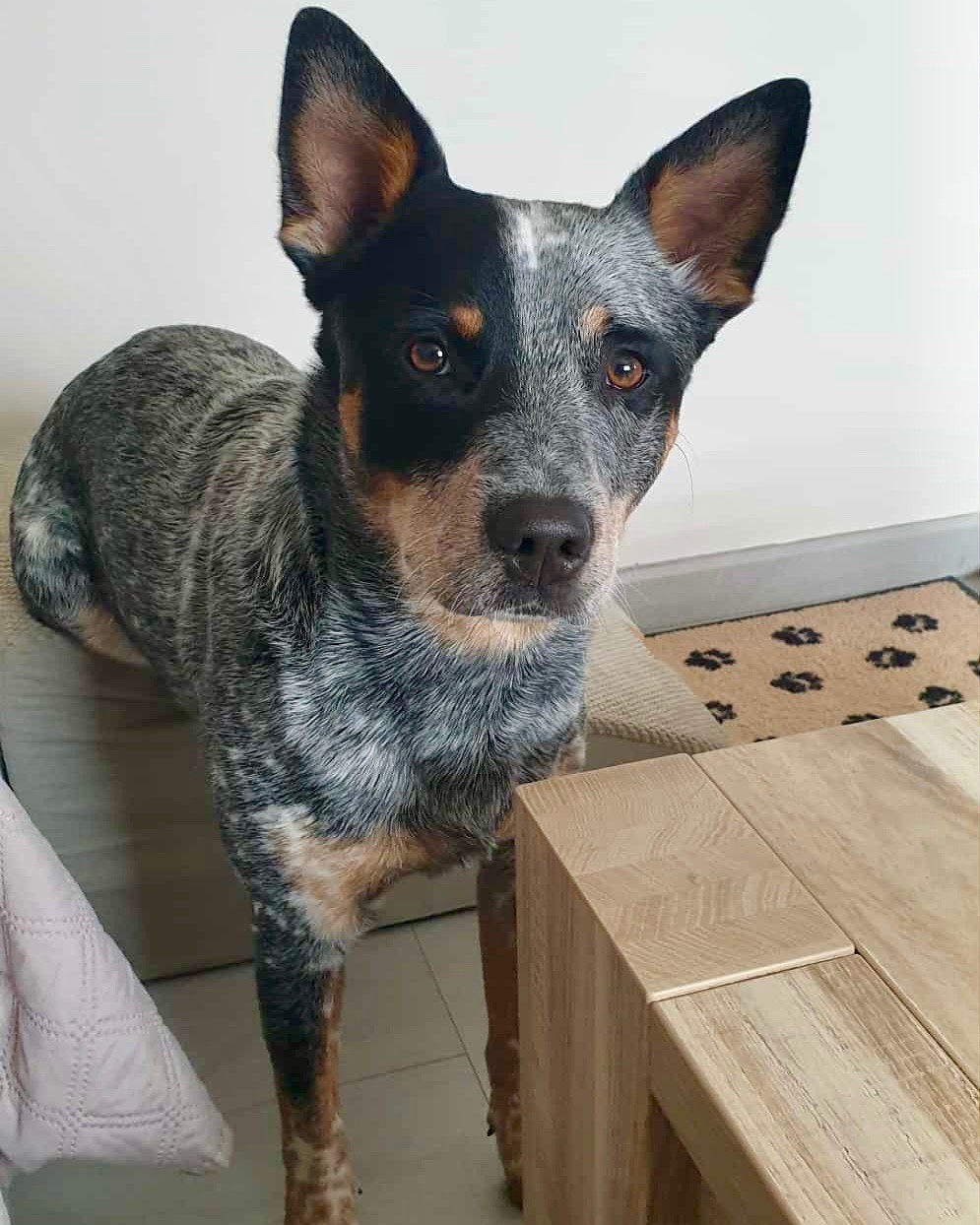 Very nice blue Des Trésors De Méléa