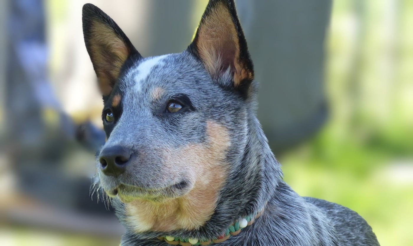 Aka Addicted to you Des Trésors De Méléa