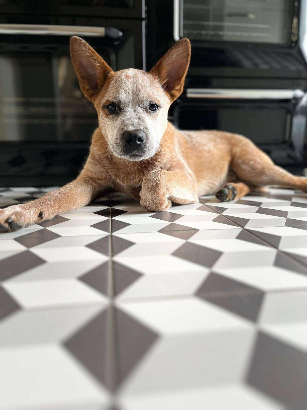 Abra Kadabra Des Trésors De Méléa