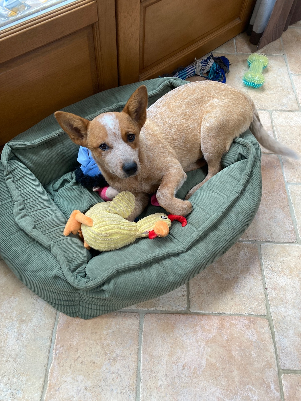 Ava Dakedavra Des Trésors De Méléa