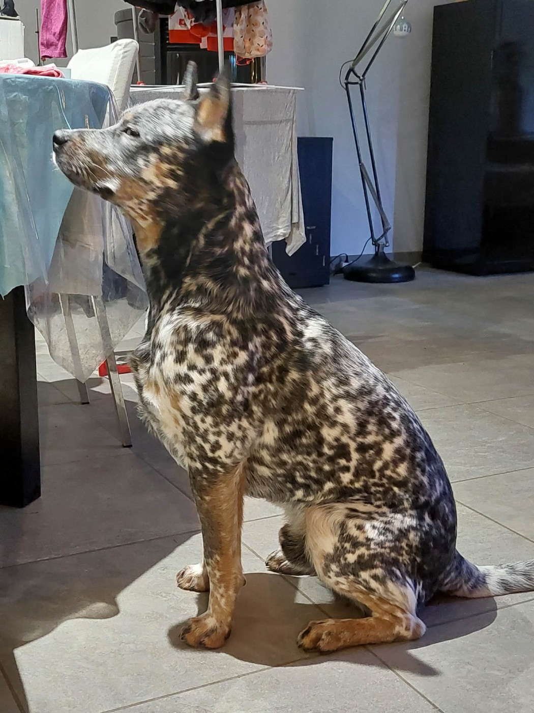 Valinor dit valerian Des Trésors De Méléa