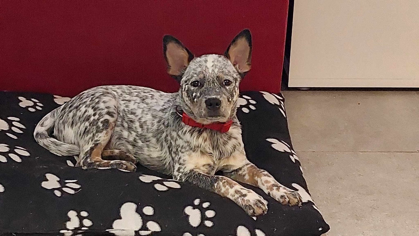 Valinor dit valerian Des Trésors De Méléa