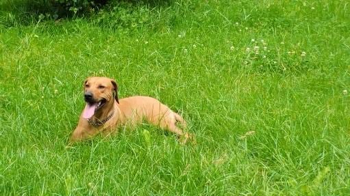 Roxy romy domaine de rhodésie (Sans Affixe)