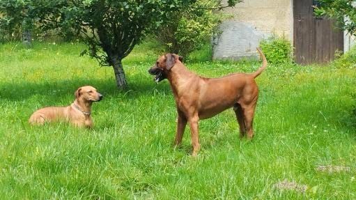 Roxy romy domaine de rhodésie (Sans Affixe)