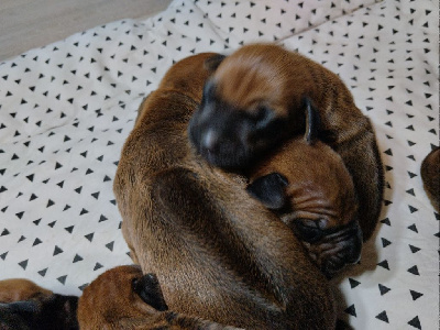 Étalon Rhodesian Ridgeback - Roxy romy domaine de rhodÃ©sie (Sans Affixe)