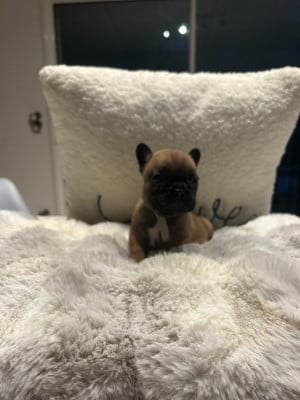 Les chiots de Bouledogue français