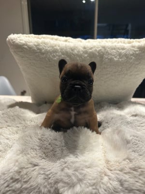 Les chiots de Bouledogue français