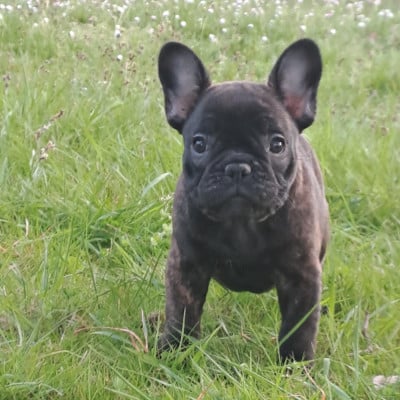 Bouledogue français