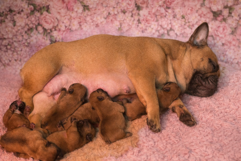 Bouledogue français - Des Joyaux D'Osiris