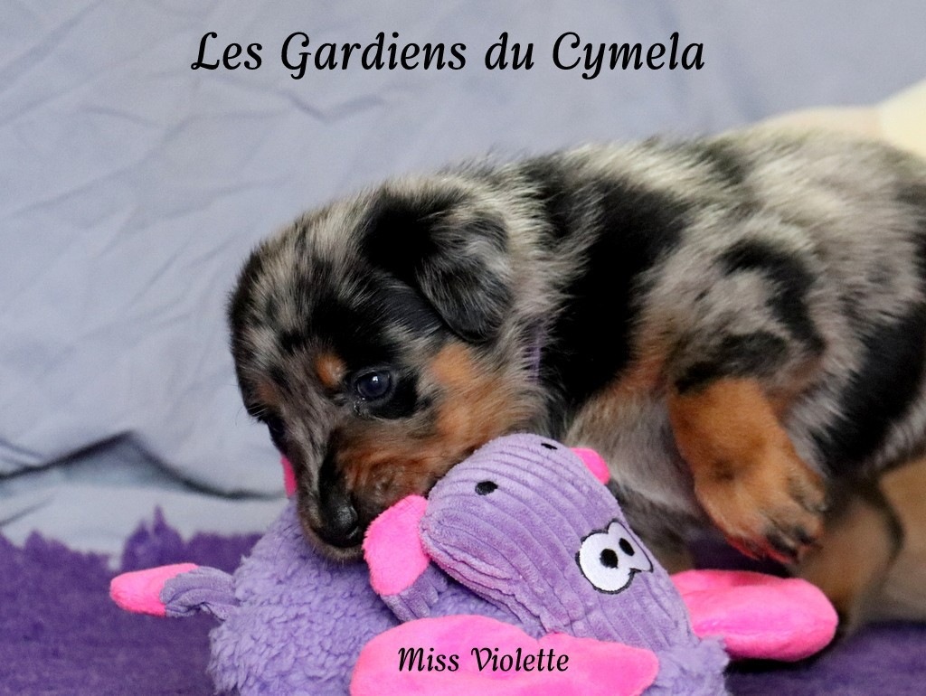 MISS VIOLETTE - APIE