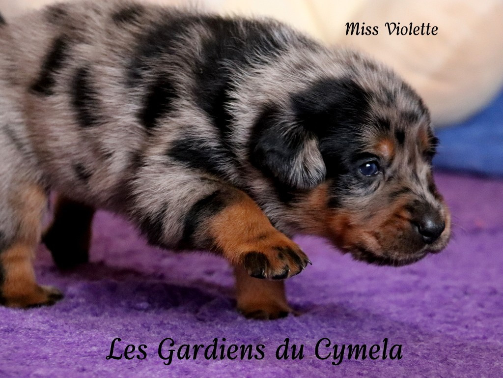MISS VIOLETTE - APIE